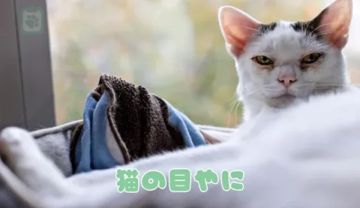 猫の目やに、色でわかる健康サイン｜黒い・赤い場合の病気と正しい取り方
