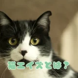 猫エイズ（FIV）とは？症状・感染経路・発症させないための治療法