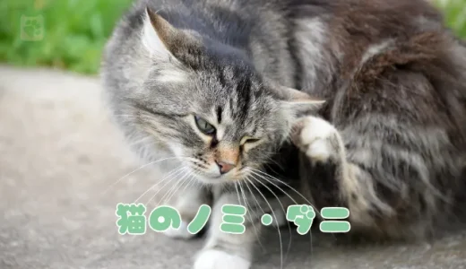 猫のノミ・ダニ、症状と駆除・予防法｜室内飼いでも油断禁物！