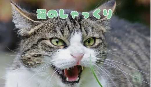 猫のしゃっくり、原因と止め方は？止まらない時に考えられる病気