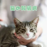 猫の腎臓病（慢性腎不全）、症状と治療法は？末期の状態とケアも解説