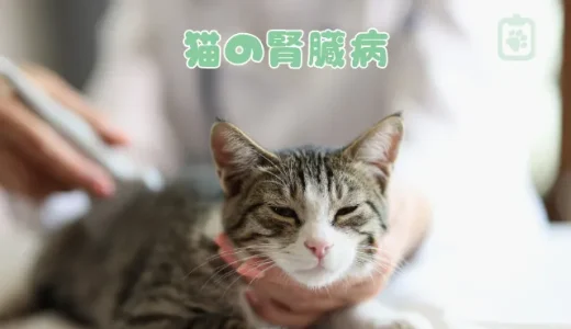 猫の腎臓病（慢性腎不全）、症状と治療法は？末期の状態とケアも解説