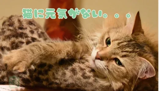猫に元気がないのは病気？ストレス？食欲不振など危険なサインと対処法
