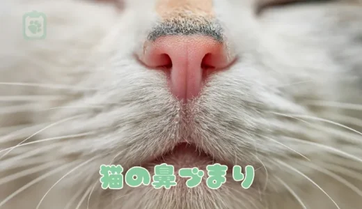 猫の鼻づまり、原因と解消法は？苦しそうな時の対処法と危険な病気