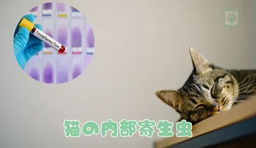 猫の内部寄生虫、症状と対策｜回虫・条虫・トキソプラズマの感染経路と駆除法