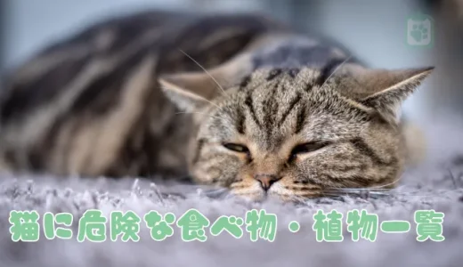 猫の中毒、危険な食べ物・植物一覧｜症状と緊急時の対処法