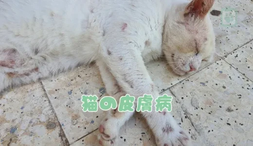 猫の皮膚病、症状でわかる原因と対策｜かゆみ・フケ・脱毛は要注意