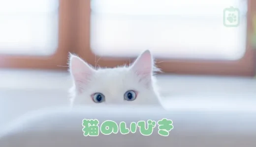 猫のいびき、これって病気？考えられる原因と危険ないびきの見分け方