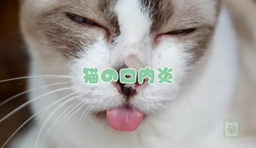 猫の口内炎、原因と治療法｜痛そうでかわいそう…食事の工夫と薬について