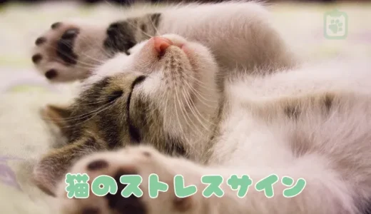 猫のストレスサインを見抜くには？原因別の行動と今すぐできる解消法