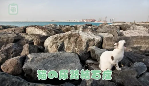 猫の尿路結石症、症状と原因は？治療法・手術・再発予防策を解説