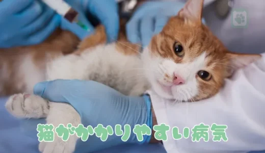 【獣医師が選ぶ】猫がかかりやすい病気４選｜知っておきたい症状と予防法
