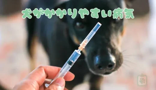 【獣医師が選ぶ】犬がかかりやすい病気４選｜知っておきたい症状と予防法