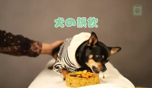 【獣医師監修】犬の誤飲、緊急時の対処法｜吐かせるのは危険？すぐに病院へ行くべき症状