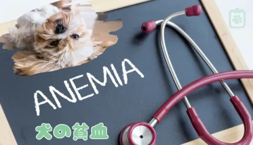 犬の貧血、歯茎の色でチェック！見逃せない症状と原因、対処法
