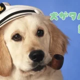 犬がタバコを誤飲！致死量とニコチン中毒の危険性｜獣医師が教える緊急対処法