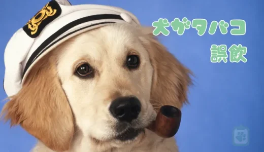 犬がタバコを誤飲！致死量とニコチン中毒の危険性｜獣医師が教える緊急対処法