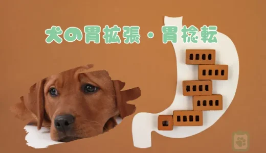 【獣医師監修】犬の胃拡張・胃捻転は命に関わる！症状・原因・予防法を解説