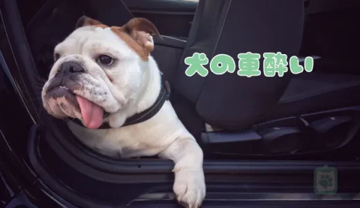 【獣医師監修】犬の車酔いを克服！原因と対策5選｜酔い止め薬についても解説
