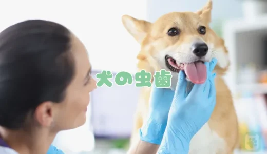 犬は虫歯になりにくいが油断禁物！【獣医師監修】原因・症状・治療法と予防策