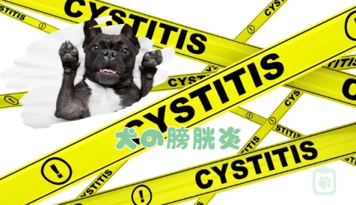 【獣医師監修】犬の膀胱炎、症状と原因｜治療法と再発させないための食事・対策