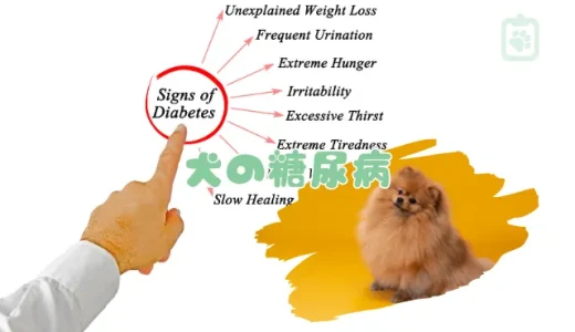 【獣医師監修】犬の糖尿病とは？初期症状・原因・治療法とインスリン注射、食事管理