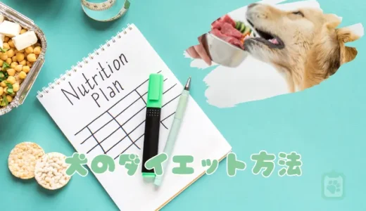 【獣医師監修】犬のダイエットを成功させる食事と運動のコツ｜無理なく痩せる方法