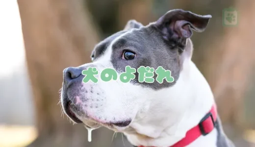 【獣医師監修】犬のよだれが多いのは病気？考えられる原因と危険な症状、対処法