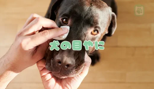 【獣医師監修】犬の目やに、色でわかる病気のサイン｜原因と正しい取り方、対処法を解説