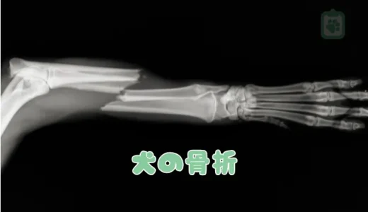 【獣医師監修】犬の骨折、見分けるポイントと症状｜応急処置と治療法、費用を解説