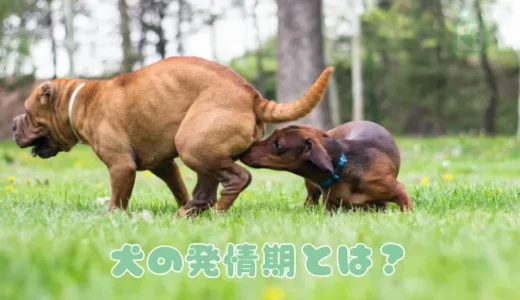 犬の発情期とは？時期・期間・行動の変化と対処法