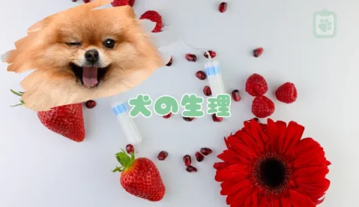 【獣医師監修】犬の生理（ヒート）とは？周期・期間・症状と正しい対処法を解説