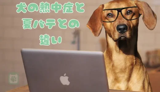 【獣医師監修】犬の熱中症と夏バテの違いとは？症状の見分け方と正しい対策法
