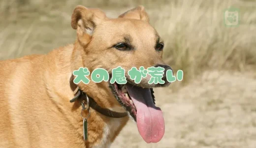【獣医師監修】犬の息が荒いのは病気のサイン？考えられる原因と危険な症状、対処法
