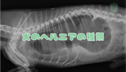 【獣医師監修】犬の椎間板ヘルニアとは？症状・治療法・手術費用・予防策を解説