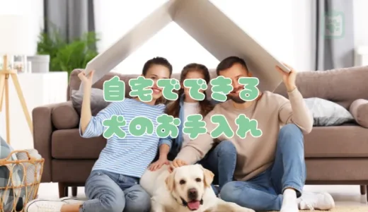 自宅でできる犬のお手入れ10選｜正しいやり方で病気を早期発見！健康チェックリスト