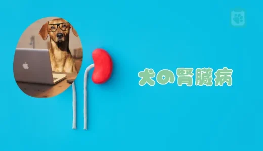 【獣医師監修】犬の腎臓病（腎不全）とは？完治は難しい？初期症状と治療法、食事管理