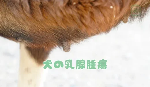 【獣医師監修】犬の乳腺腫瘍（乳がん）とは？症状と見分け方、手術と費用について解説