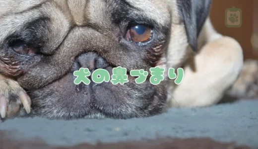犬の鼻水が止まらない！色でわかる危険度｜獣医師が解説する考えられる病気と対処法