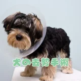 【獣医師監修】犬の去勢手術はいつ？費用・時期・術後の注意点と性格の変化について