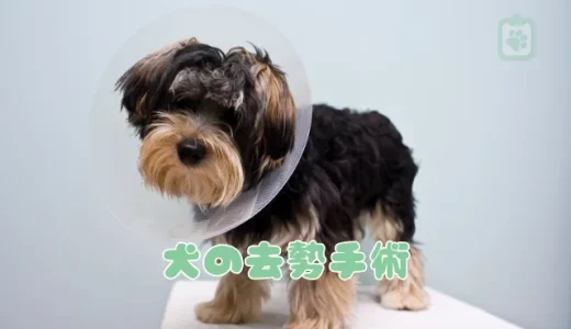 【獣医師監修】犬の去勢手術はいつ？費用・時期・術後の注意点と性格の変化について