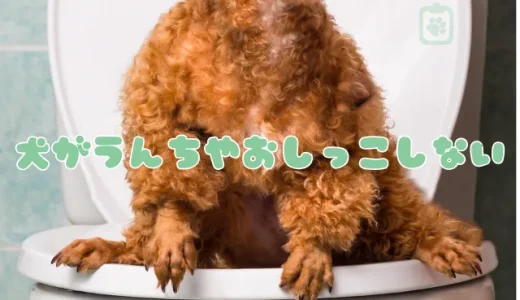 犬が排泄しない！うんち・おしっこが出ない原因と対処法｜血便・血尿は危険サイン