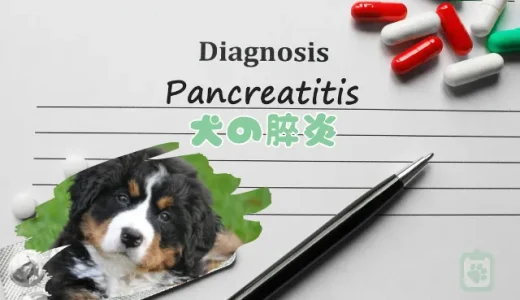 【獣医師監修】犬の膵炎とは？症状・原因・治療法を解説｜手術費用や食事管理も