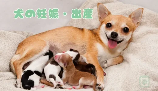 【獣医師監修】犬の妊娠から出産まで｜期間・初期症状・準備・費用を徹底解説