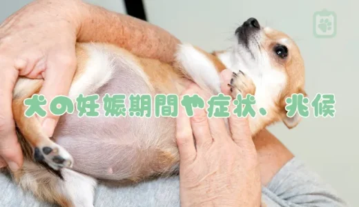 【獣医師監修】犬の妊娠、知っておきたい期間・兆候・症状｜食事や交配の注意点