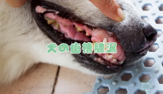 【獣医師監修】犬の歯槽膿漏（歯周病）とは？症状・原因・治療法と費用、予防策を解説