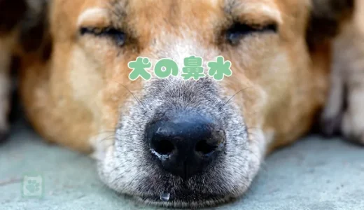 犬の鼻水、色でわかる危険度｜透明・黄色・緑など症状別の原因と病気