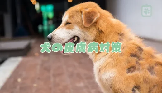 【獣医師監修】犬の皮膚病、原因と対策｜お腹や背中の湿疹など症状別のケア方法