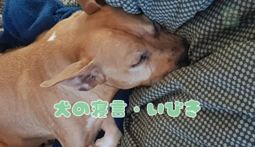 犬の寝言やいびきは大丈夫？【獣医師監修】考えられる原因と危険ないびきの見分け方