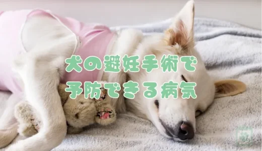【獣医師監修】犬の避妊手術で予防できる３つの病気！乳腺腫瘍・子宮蓄膿症など